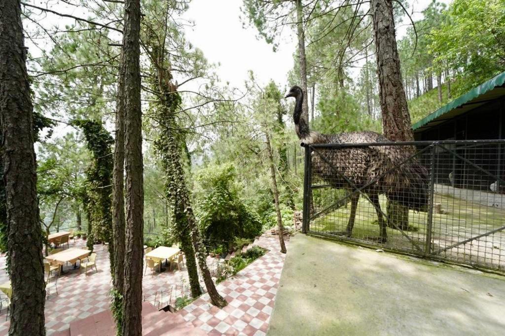 Nature View Resort !! A Four Star Lavish & Luxury Resort Chail Exterior photo